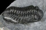 Adrisiops Weugi Trilobite - Recently Described Phacopid #174736-5